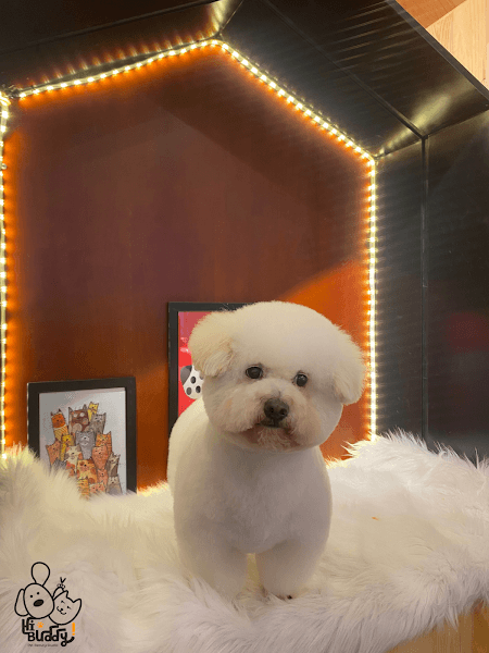 Hình ảnh Hi-Buddy Pet Spa Đà Lạt - Tiệm Làm Đẹp Thú Cưng - 3