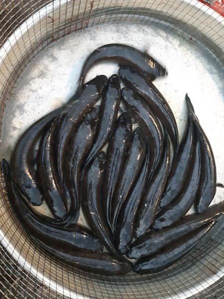 Hình ảnh BÁNH CANH CÁ LÓC BIN BO - ĐẶC SẢN QUẢNG TRỊ - 4