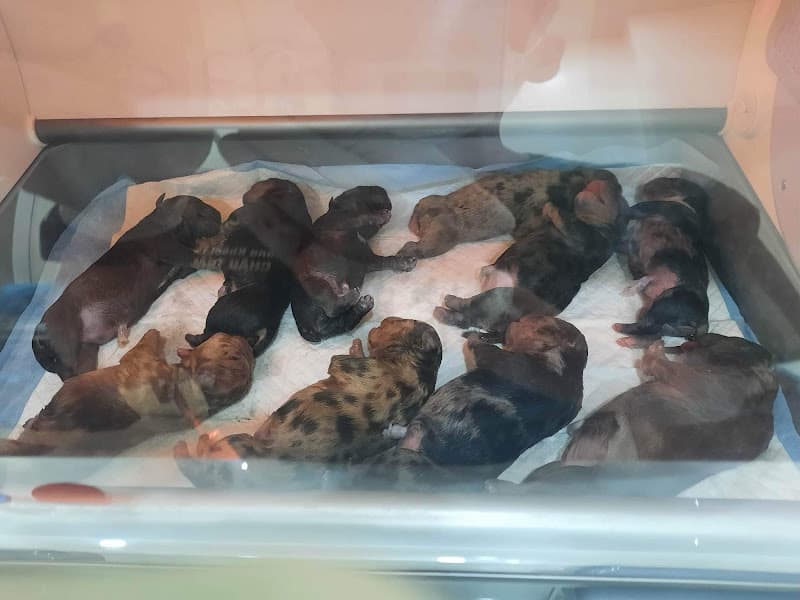 Hình ảnh Phòng khám thú y Medi Pet Gia Kiệm - 5