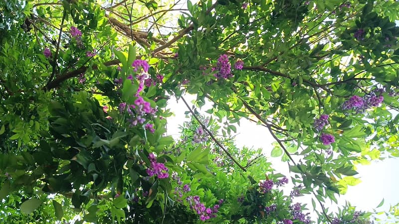 Hình ảnh Bãi Yên Ngựa - 5