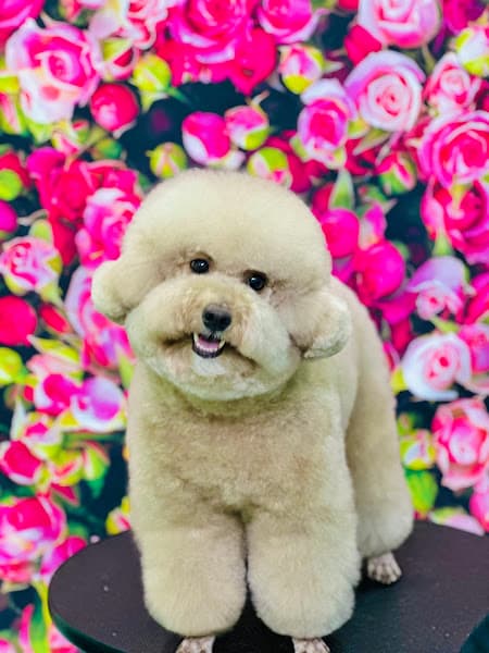 Hình ảnh PUN NÂU PET SHOP (Tắm cắt tỉa làm đẹp chó mèo) - 3