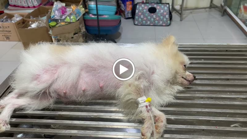 Hình ảnh Phòng khám thú y Sam Pet - 5