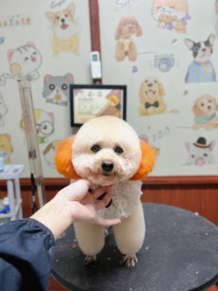 Hình ảnh Teddy Pet Shop - 9