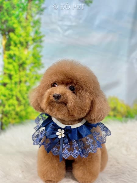 Hình ảnh ĐÔ PET - Spa chó mèo - 4