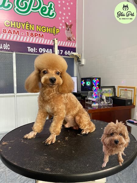 Tiệm làm đẹp:PET CƯNG spa cắt tỉa làm đẹp thú cưng