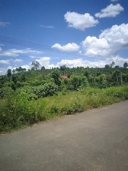 Hình ảnh Gỏi cá trích Đà Nẵng - 3