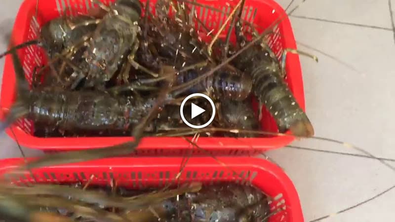 Hình ảnh Hải sản Đà Nẵng giá rẻ - 3