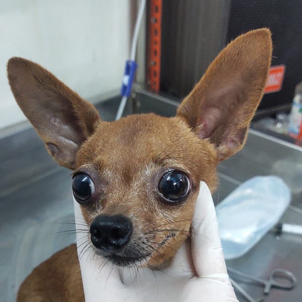 Hình ảnh Bệnh viện thú y Đức Việt - 7