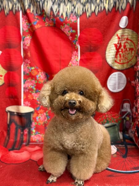 Hình ảnh HOÀNG CHIẾN PET SHOP - 6