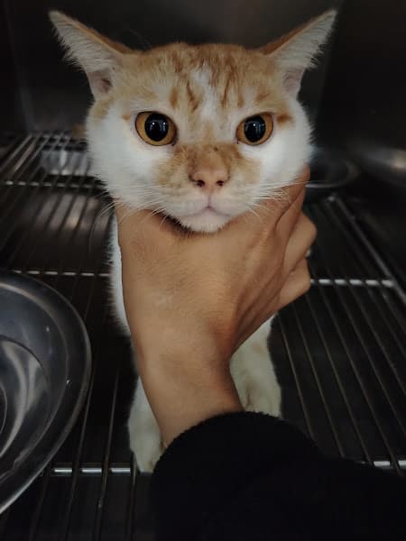 Hình ảnh Bệnh Viện Thú Y Bình An Hải Phòng - 7