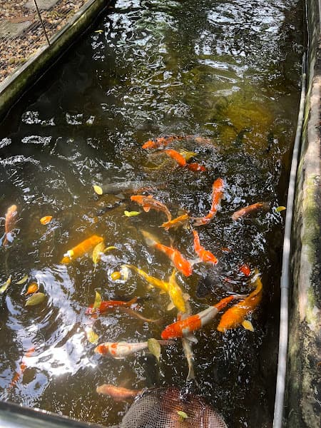 Hình ảnh Nhà Hàng Cá Hồi Chợ Đồn - 4