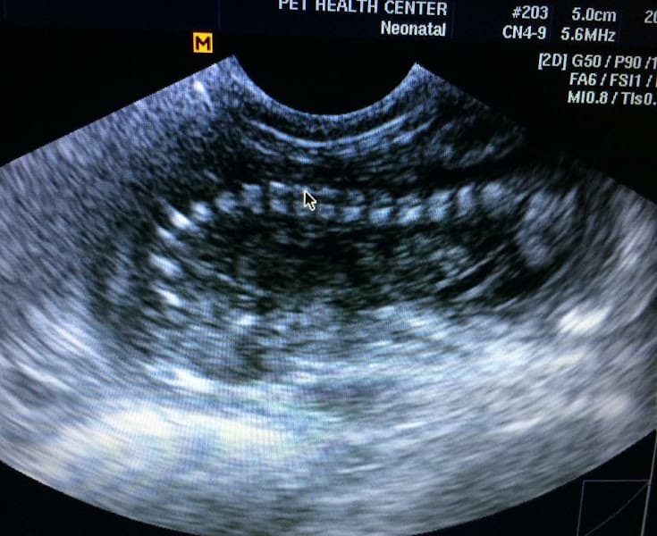 Hình ảnh Bệnh Viện Thú Y & Petshop OKADA PET Trần Phú - 4