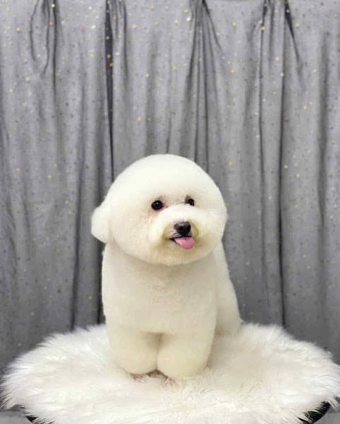 Hình ảnh Arale Petshop Minh Phụng - Spa Cắt Tỉa Lông Chó Mèo Quận 6 - 3