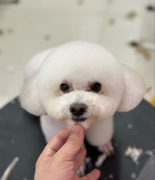 Hình ảnh Gấu Spa Thú Cưng- Spa Chó Mèo Đà Lạt Pet Shop - 2