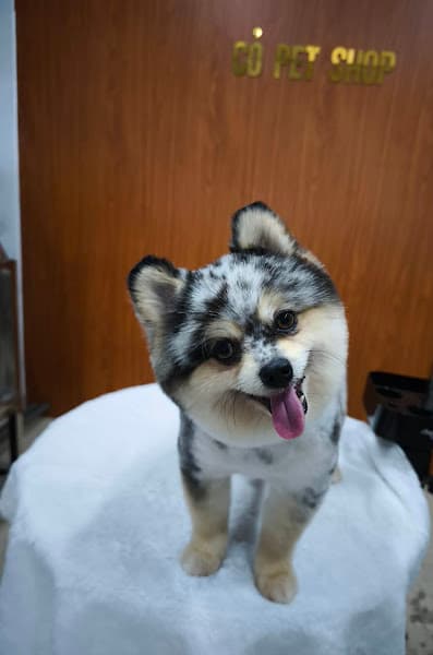 Hình ảnh Cỏ Pet Shop - 3