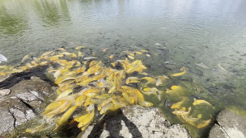 Hình ảnh Bánh xèo Hoàng Kim Núi Cấm - 2