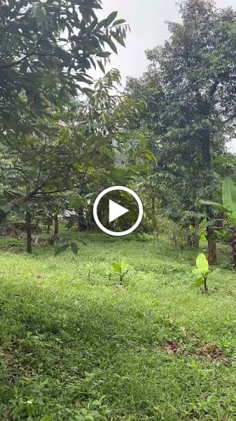 Hình ảnh Vườn Vinh Nguyệt - 3