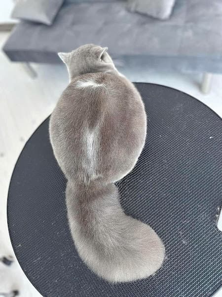 Hình ảnh Bùi Hồng Linh - Chăm Sóc Thú Cưng Huế - 3