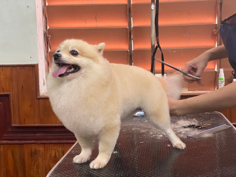 Hình ảnh PHÒNG KHÁM THÚ Y ĐÔNG HÀ CITY PET QUẢNG TRỊ - 3