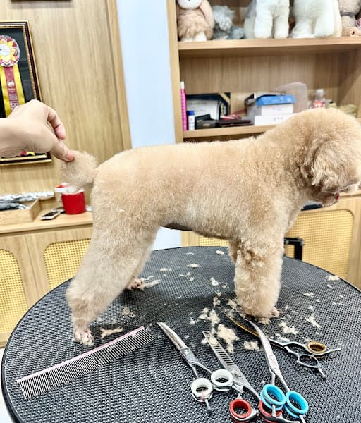 Hình ảnh Alo PET - 4