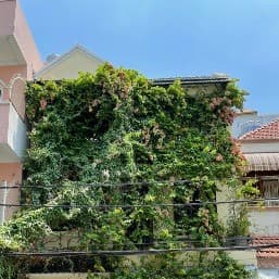 Hình ảnh Trái cây (hoa quả) Xin - 2