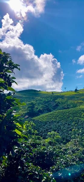 Hình ảnh The Coffee Farm Cầu Đất - 3