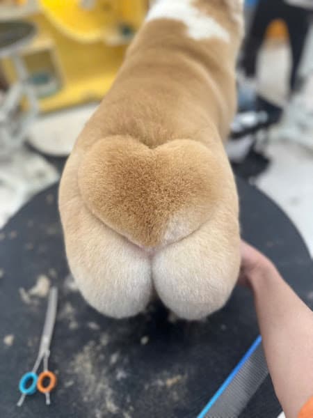Hình ảnh Lanh Pet - Đào tạo cắt tỉa lông thú cưng tại Vĩnh Long, Chăm sóc thú cưng - 5