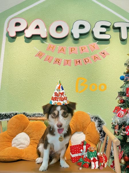 Hình ảnh PAO PET - Spa Thú Cưng Chi Nhánh Tân Bình - 4