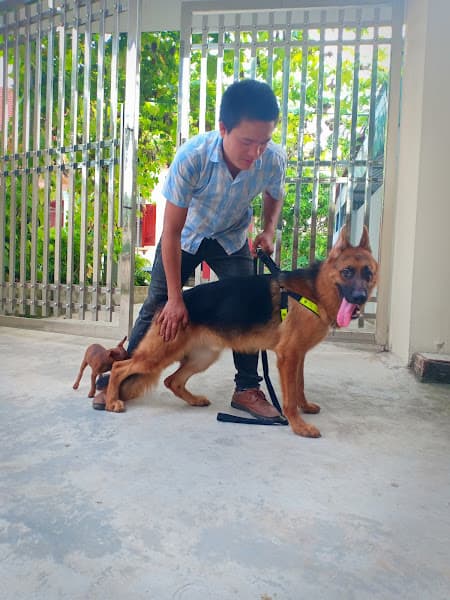 Hình ảnh Trại Chó Bùi Hải - 2