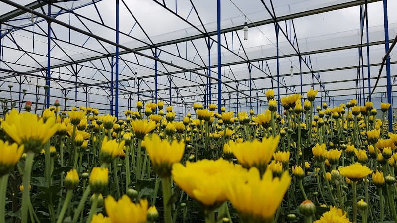 Hình ảnh Nông trại hoa Huyền Vũ Đà Lạt - 3