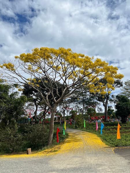 Hình ảnh Đồi Chè Bảo Lộc - 3