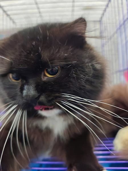 Hình ảnh CỪU PETSHOP - 3