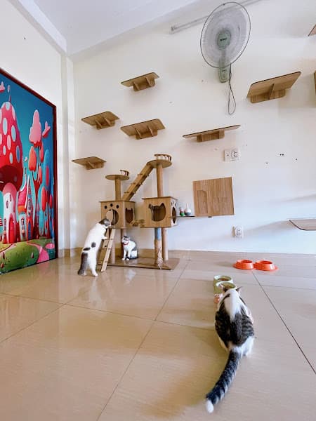 Hình ảnh SamSam Petshop_Spa Hotel Chó Mèo_ Petshop Bình Thạnh - 2