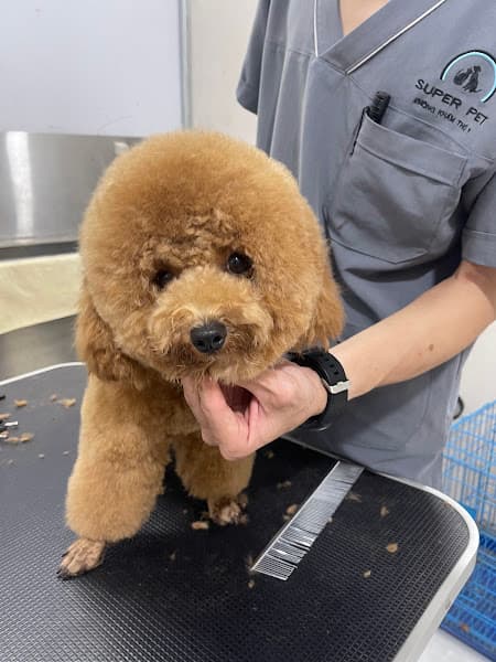 Hình ảnh PHÒNG KHÁM THÚ Y SUPER PET CHÂU ĐỨC - 6