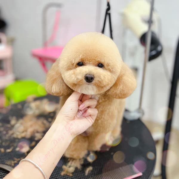 Tiệm làm đẹp thú cưng Bảo Lộc