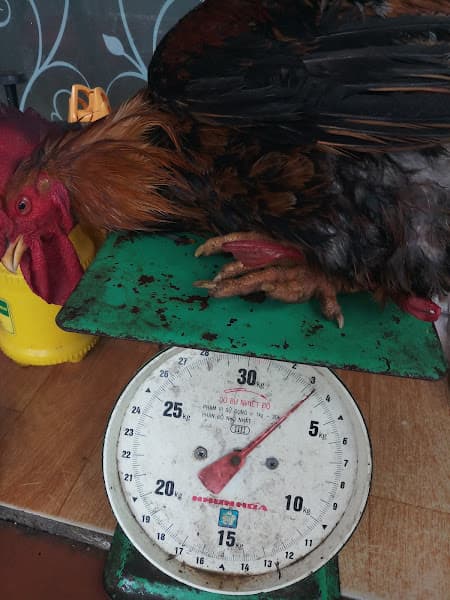 Hình ảnh Phở Gà Nhật - 4