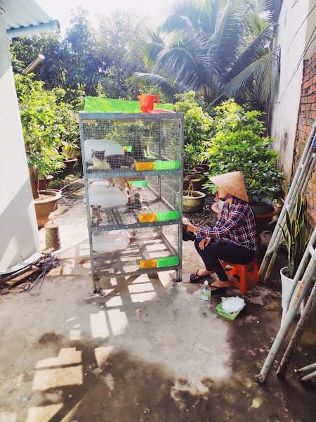 Hình ảnh Trại Mèo Cần Thơ - 4