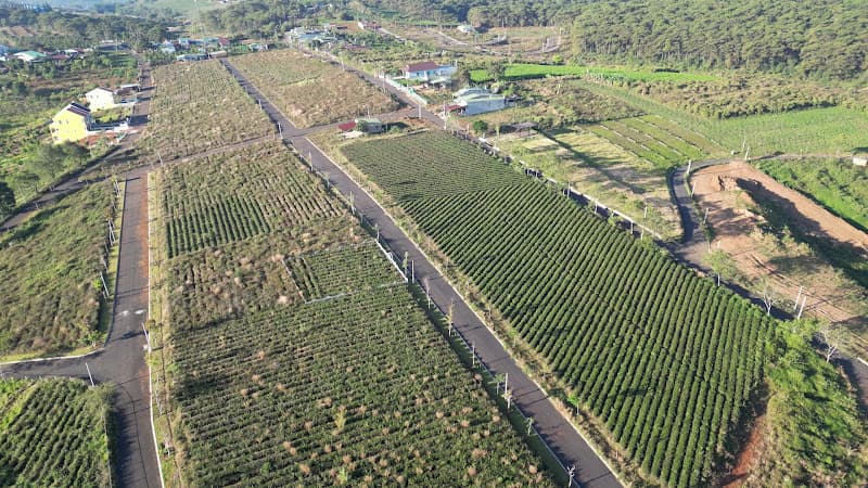 Hình ảnh Đồi Chè Bảo Lộc - 5