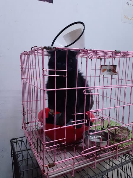 Hình ảnh Bệnh Viện Thú Y 2Vet Vĩnh Phúc - 4