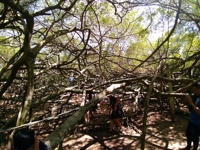 Hình ảnh Khu di tích Giàn Gừa - 5