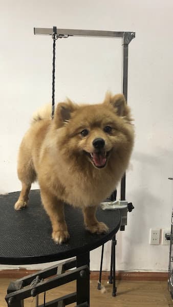 Hình ảnh Gino's Pet Shop - 3