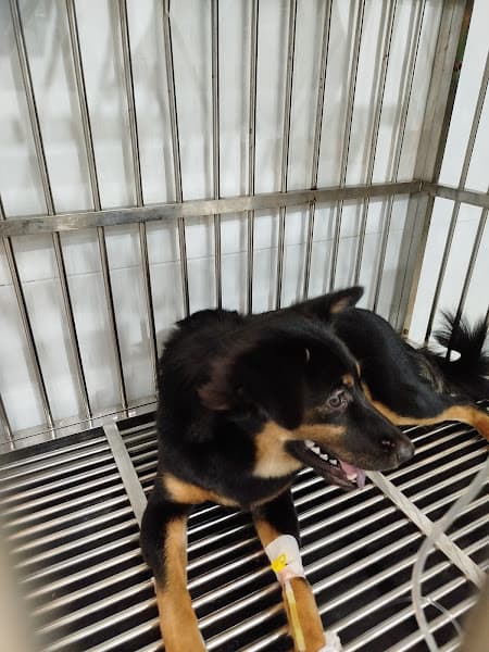 Hình ảnh Phòng Khám Chó Mèo Bác Sỹ Thú Y Nguyễn Trung Hiếu - 2