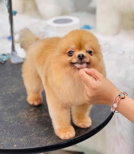 Hình ảnh Ria Mép Petshop ( Siêu thị mua sắm,spa thú cưng) - 5