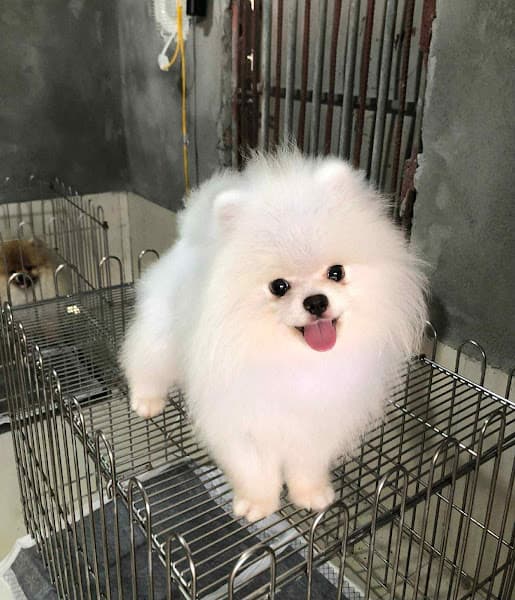 Hình ảnh Chó Cảnh Đà Nẵng Bông Pet - 2