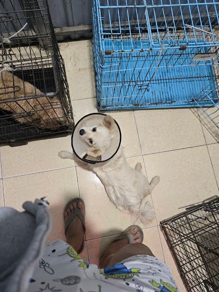 Hình ảnh Phòng Khám Thú Y Hải Đăng Pet - 2