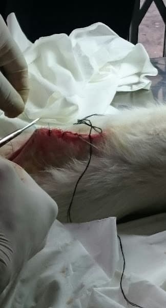 Hình ảnh Phòng khám Thú Y Hải An - 5