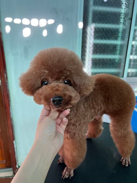 Hình ảnh Nhà Của Báo Spa - Grooming Cần Thơ. Tiệm làm đẹp thú cưng - 3