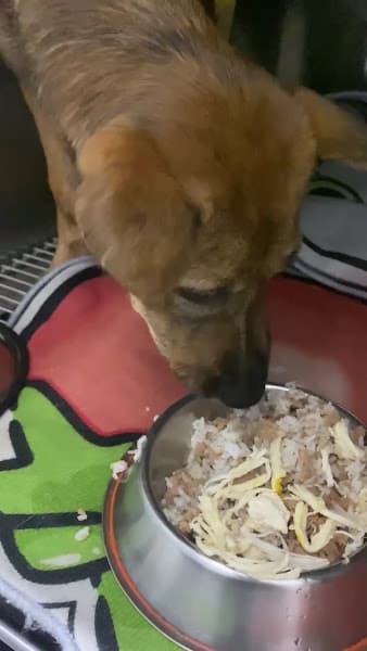 Hình ảnh PET AMAZON | Phòng Khám Thú Y Cần Thơ | Pet Shop Cần Thơ - 2