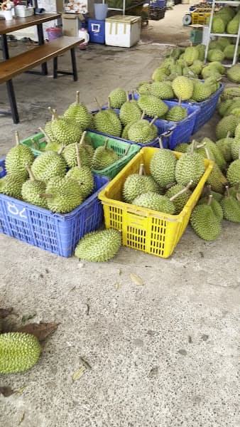 Hình ảnh vườn trái cây nguyễn Quốc - 2