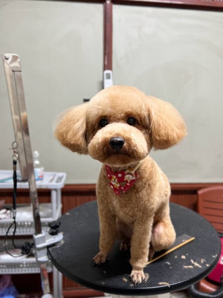 Hình ảnh Teddy Pet Shop - 8